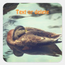 Pesquisar por selvagem pato adesivos Fotografia