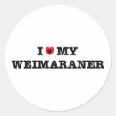 Pesquisar por do weimaraner adesivos Amante