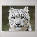 Pesquisar por leopardo olhos pôsteres pósteres Neve