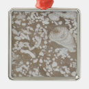 Pesquisar por pré histórico ornamentos Fóssil