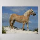 Pesquisar por haflinger pósteres Praia