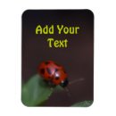 Pesquisar por ladybug imas Besouro