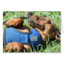 Pesquisar por daschund cartoes postais Animais