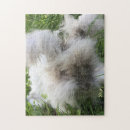 Pesquisar por angora Coelho do angora