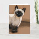 Pesquisar por siamese kitten cartoes Gatinho