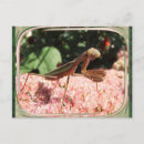 Pesquisar por flor chinesa cartoes postais Flores