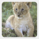 Pesquisar por leão africano adesivos Gato