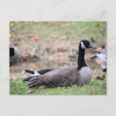 Pesquisar por midwest cartoes postais Missouri