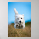 Pesquisar por west highland white terrier pósteres Dog