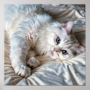 Pesquisar por ragdoll artes pósteres Fluffy