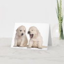 Pesquisar por do golden retriever cartoes Animais