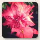 Pesquisar por hibiscus porta copos Vermelho