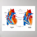 Pesquisar por cardiologia artes pósteres Anatomia