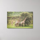 Pesquisar por animais selvagens impressão de canvas Girafa