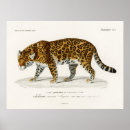 Pesquisar por onças pósteres Ilustração