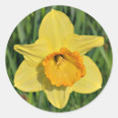 Pesquisar por daffodil adesivos Natureza