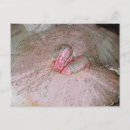 Pesquisar por o nutcracker cartoes postais Balé