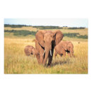 Pesquisar por arbusto artes pósteres Elefante