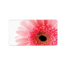 Pesquisar por da margarida etiquetas Botânica