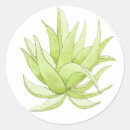 Pesquisar por aloe vera adesivos Cacto
