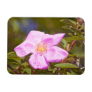 Pesquisar por o arbusto imas Rosa