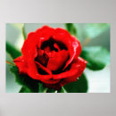 Pesquisar por orvalho artes pósteres Rosa vermelha
