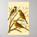 Pesquisar por fundo amarelo cor artes pósteres Galho