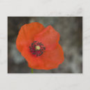 Pesquisar por red poppy cartoes postais Papoila