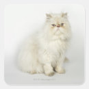 Pesquisar por gato persa adesivos Gatos
