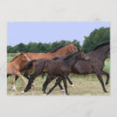 Pesquisar por cavalo selvagem convites Cavalos selvagens