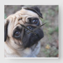 Pesquisar por pug relogios de parede Cão