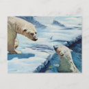 Pesquisar por pólo norte cartoes postais Urso polar