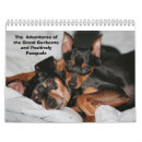 Pesquisar por o diminuto do pinscher Brinquedo