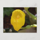 Pesquisar por orquídeas amarelas cartoes postais Para ela