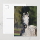 Pesquisar por bob cartoes postais Animal