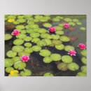 Pesquisar por lótus pósteres Fotografia