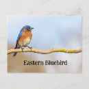 Pesquisar por bluebird cartoes postais Pássaros azuis
