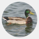 Pesquisar por selvagem pato adesivos Patos