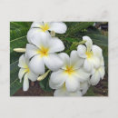 Pesquisar por hawaiian flowers cartoes postais Plumeria
