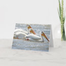 Pesquisar por pelicano branco americano cartoes Pelicanos