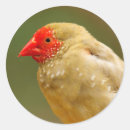 Pesquisar por barba vermelha adesivos Pássaro