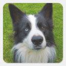 Pesquisar por amante de border collie adesivos Cão