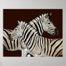 Pesquisar por zebra pósteres Africano