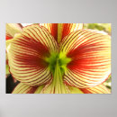 Pesquisar por amaryllis pôsteres pósteres Branco