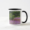 Pesquisar por drummond canecas Phlox drummondi