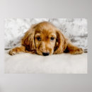 Pesquisar por de cocker spaniel pôsteres pósteres Filhote de cachorro