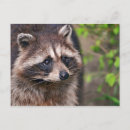 Pesquisar por raccoon cartoes postais Floresta