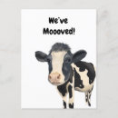 Pesquisar por vaca cartoes postais Branco