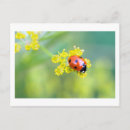 Pesquisar por joaninha cartoes postais Vermelho