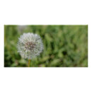 Pesquisar por dandelion pôsteres pósteres Verde